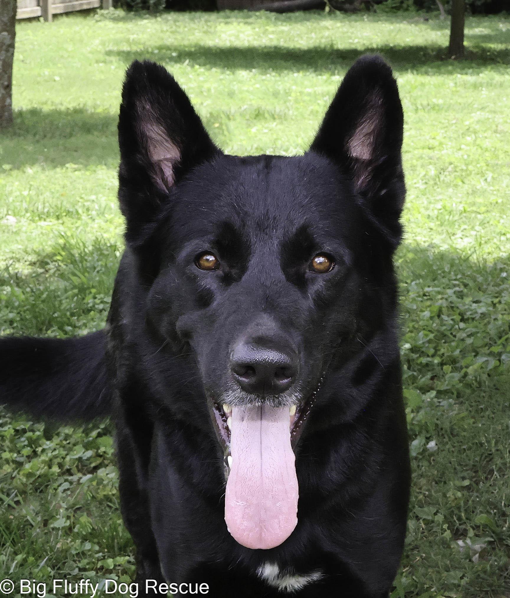 Enlarge Indiana and Inigo, a Adoptable Shepherd in Asheville, NC image 1/6