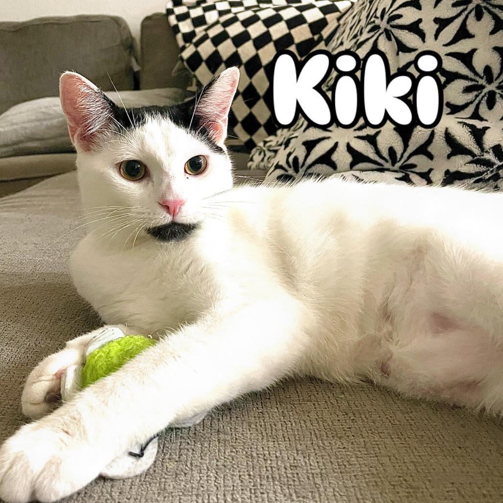 Enlarge Kiki, a Adoptable Domestic Short Hair in Los Angeles, CA image 1/1
