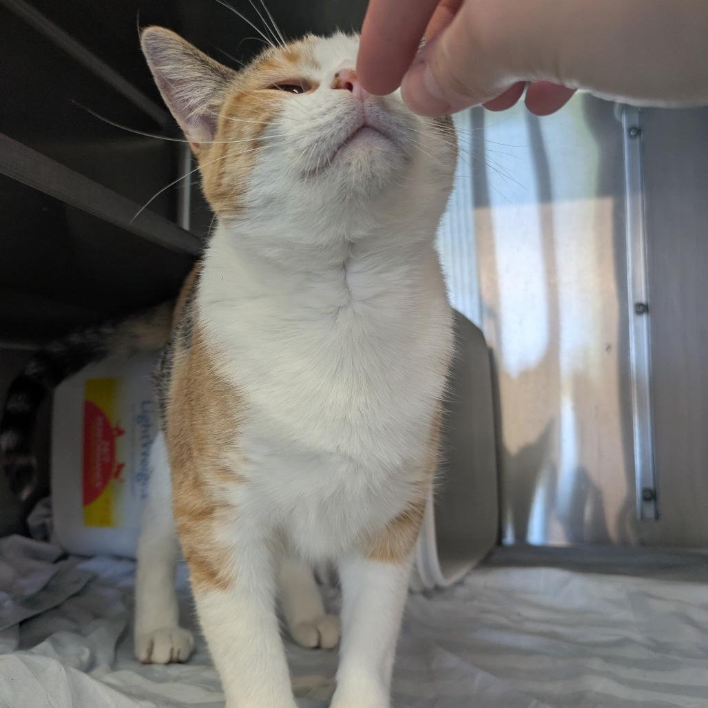 Pixie, a Adoptable Domestic Short Hair in Manhattan, KS image 2/6