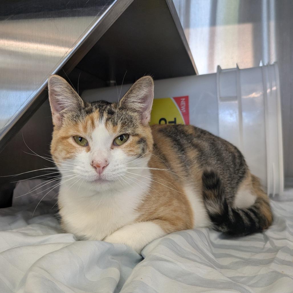 Pixie, a Adoptable Domestic Short Hair in Manhattan, KS image 3/6