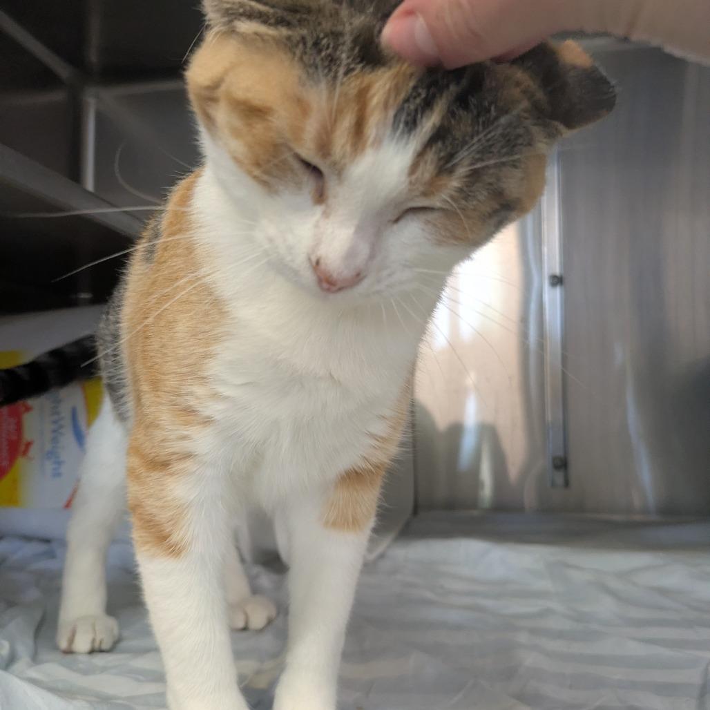 Pixie, a Adoptable Domestic Short Hair in Manhattan, KS image 4/6