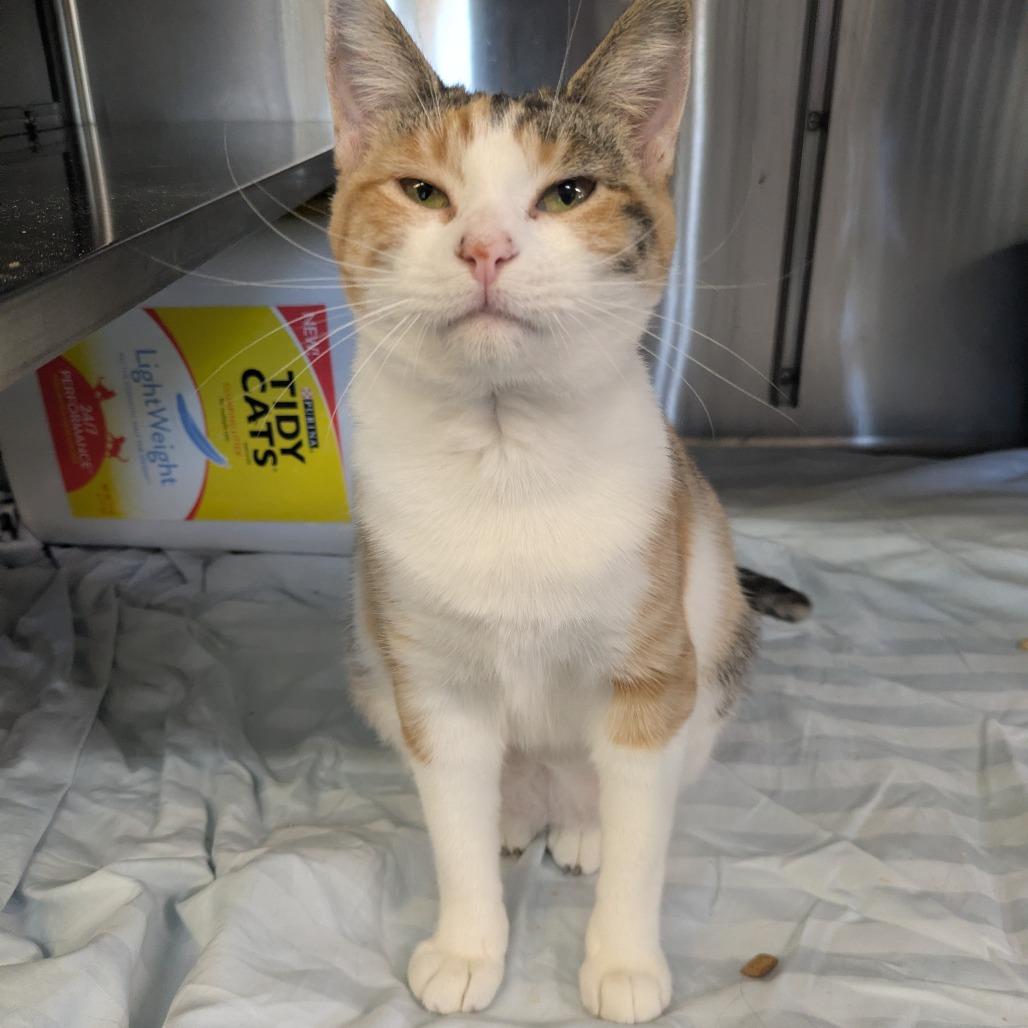 Pixie, a Adoptable Domestic Short Hair in Manhattan, KS image 5/6