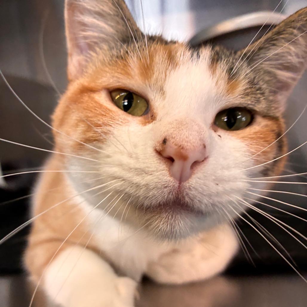 Pixie, a Adoptable Domestic Short Hair in Manhattan, KS image 6/6