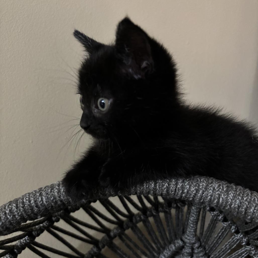 Enlarge Jelly 2025, a Adoptable Domestic Short Hair in Bensalem, PA image 1/1