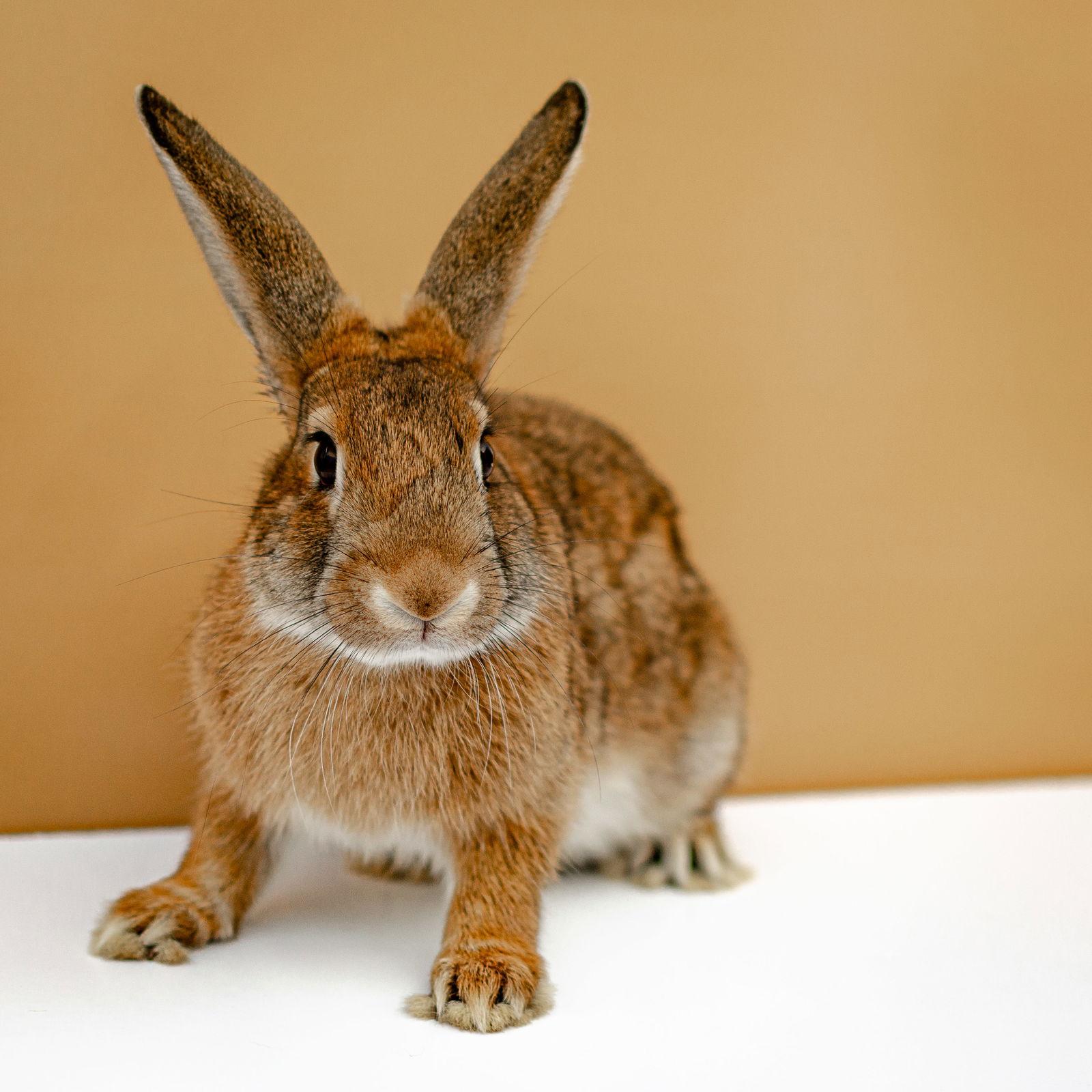 Quinoa, a Adoptable American in Oakland, CA image 1/2
