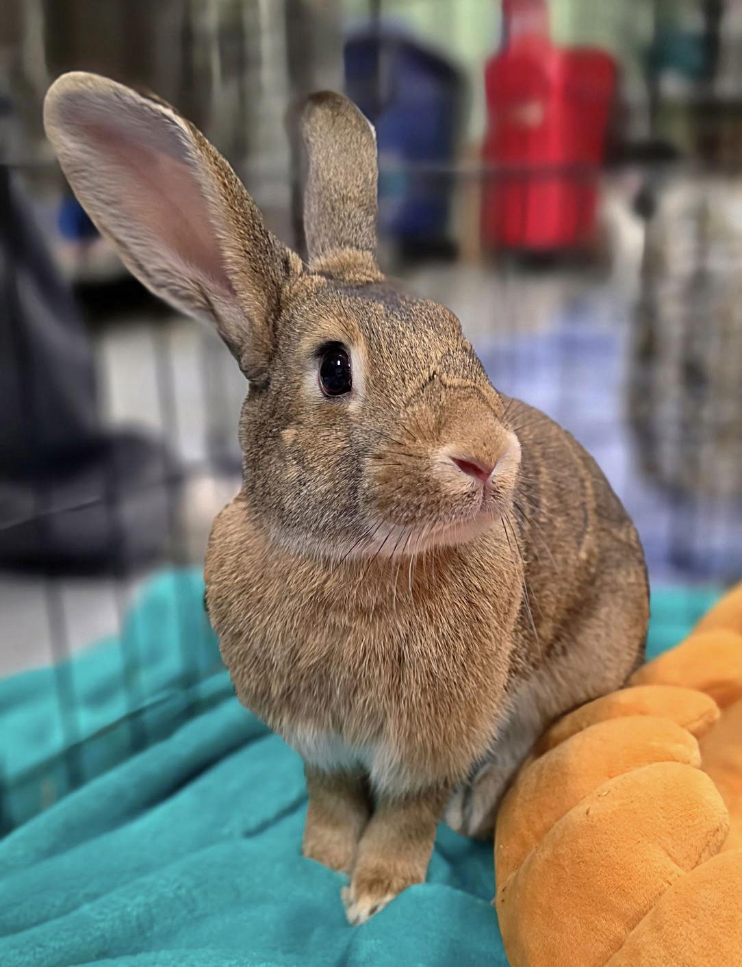 Enlarge Quinoa, a Adoptable American in Oakland, CA image 2/3