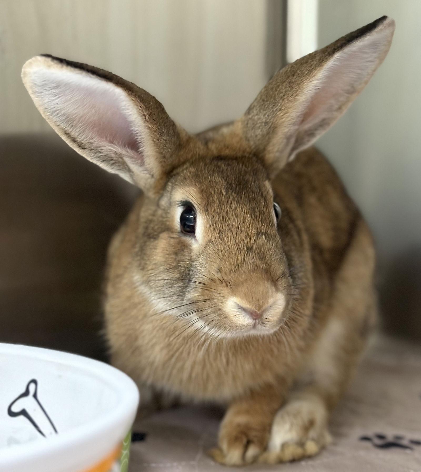 Quinoa, a Adoptable American in Oakland, CA image 2/2