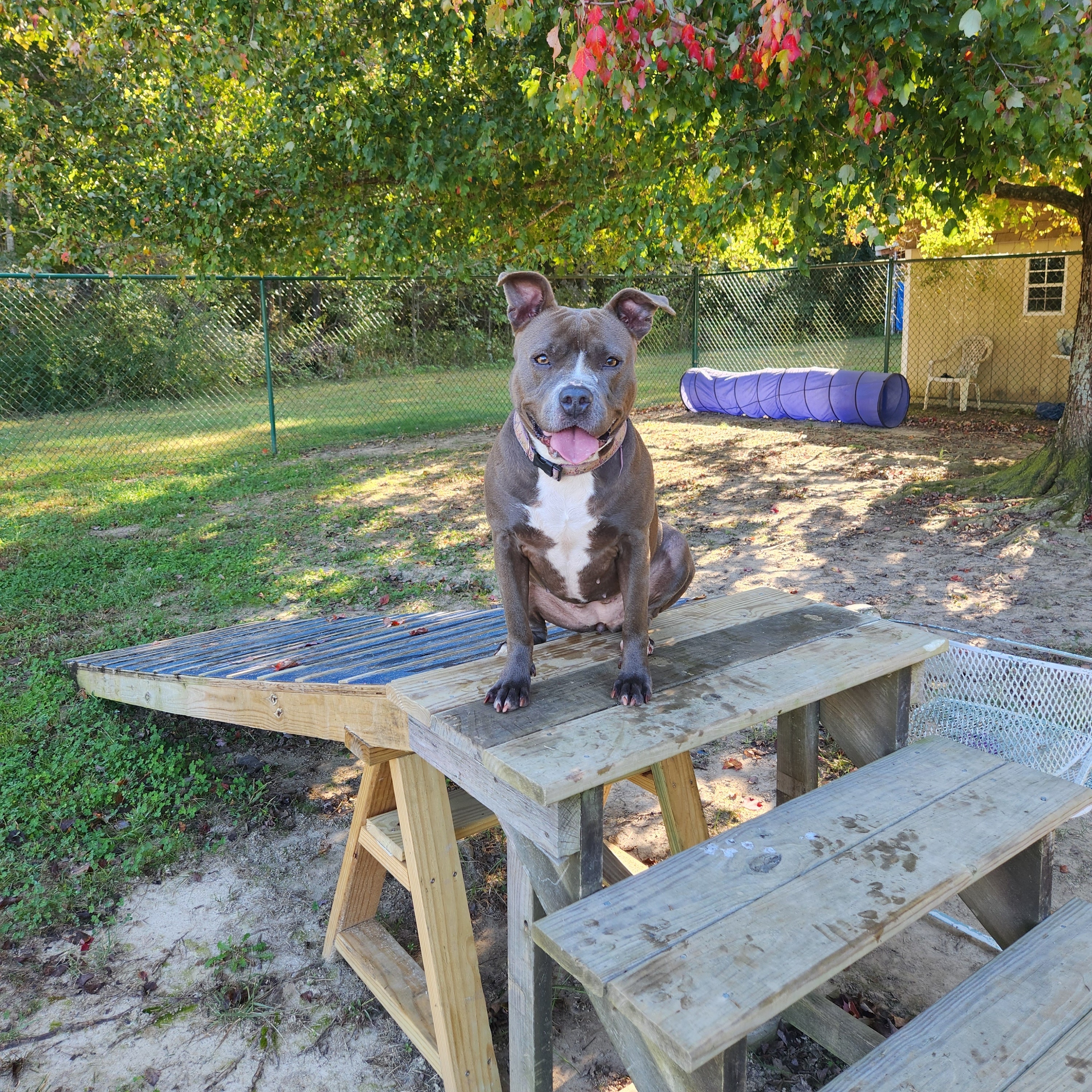 Enlarge Jazzie, a Adoptable Pit Bull Terrier in Saluda, VA image 2/5