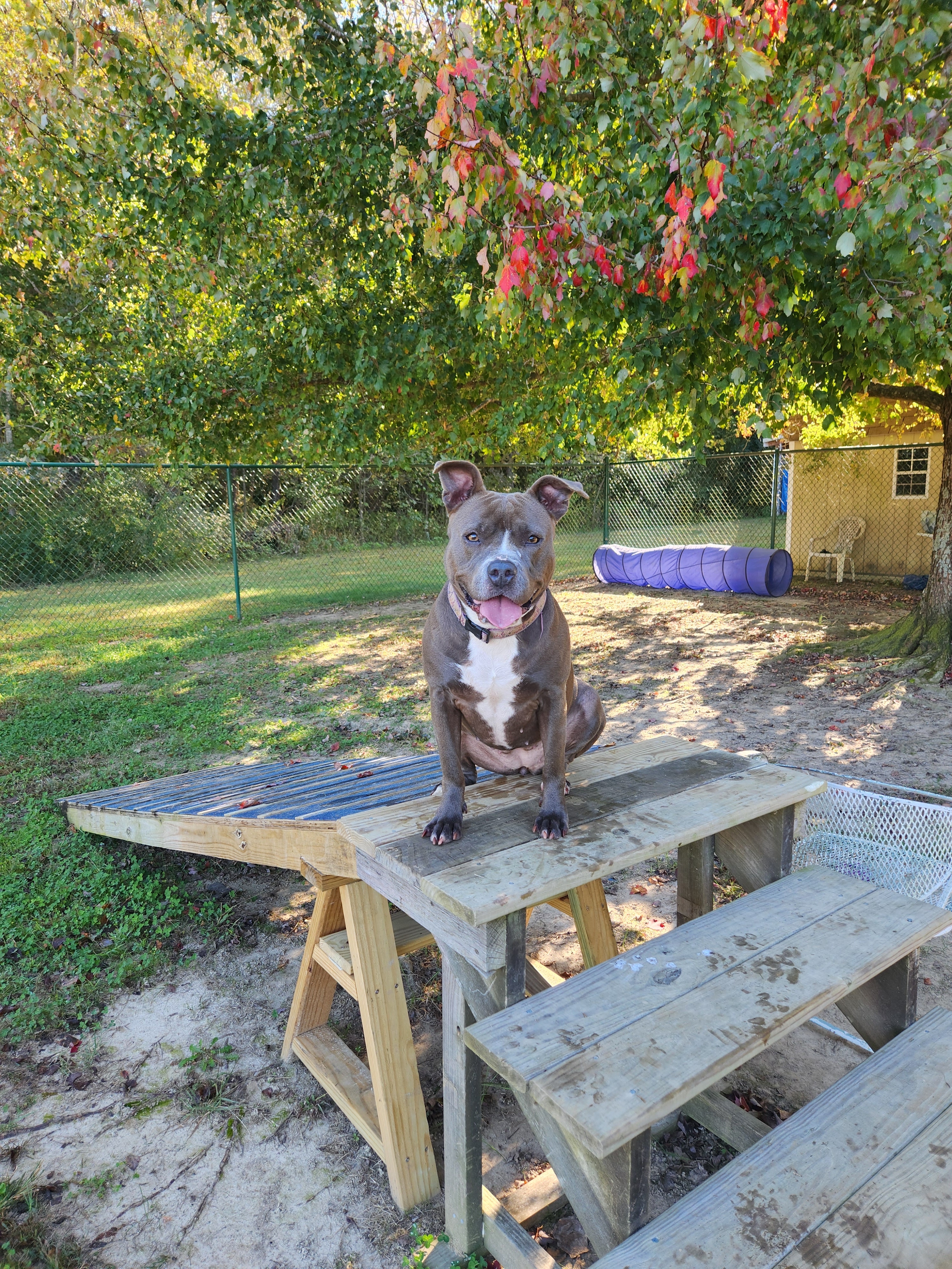 Jazzie, a Adoptable Pit Bull Terrier in Saluda, VA image 4/6