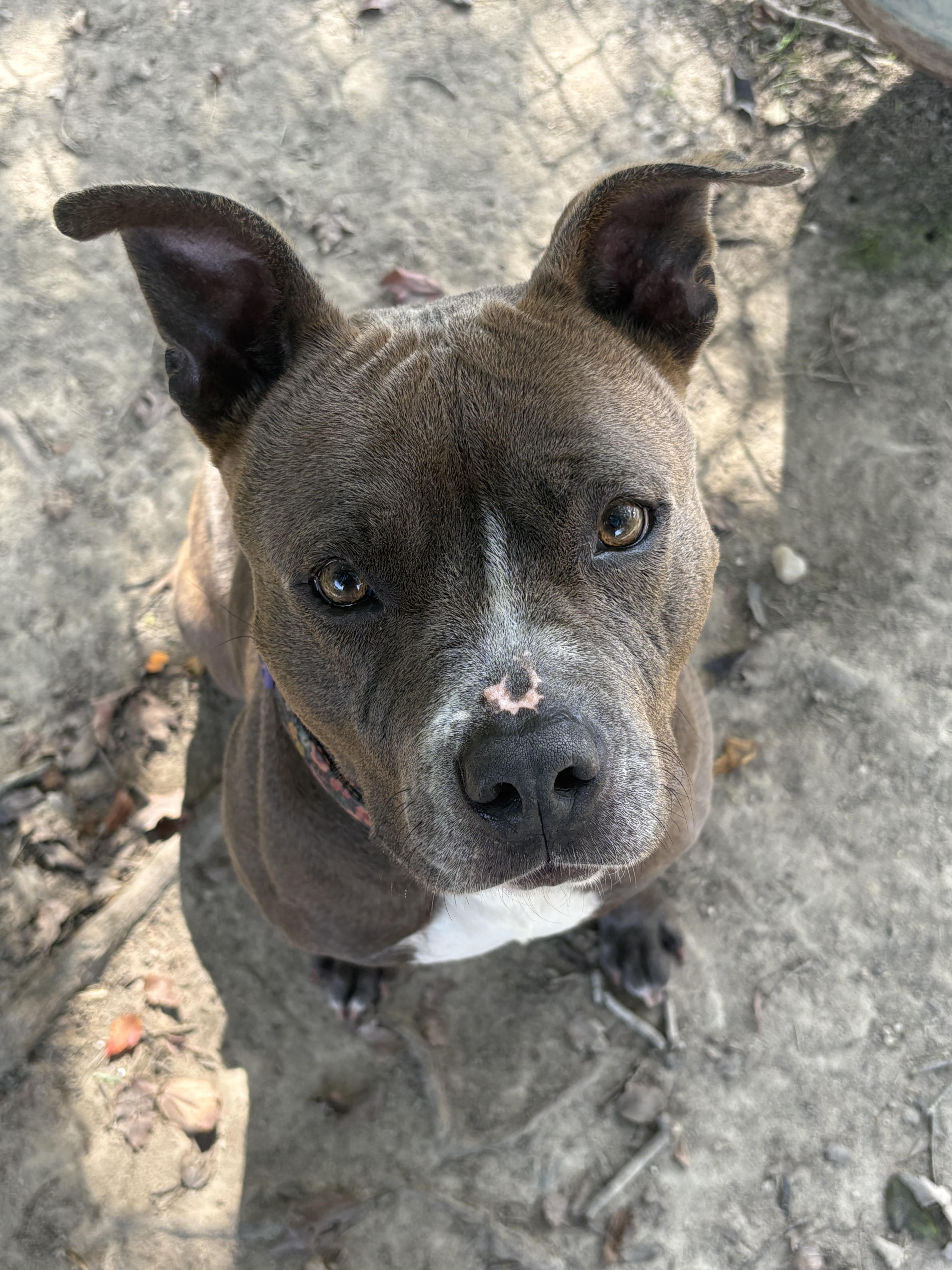 Jazzie, an adoptable Pit Bull Terrier in Saluda, VA, 23149 | Photo Image 2