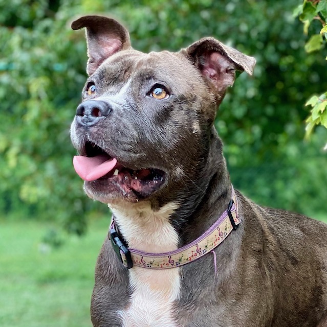 Jazzie, a Adoptable Pit Bull Terrier in Saluda, VA image 3/6