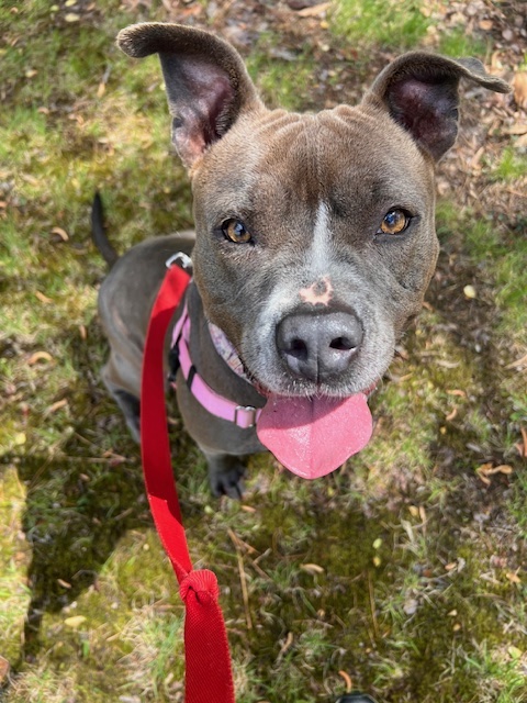 Jazzie, Adoptable, Adult Female Pit Bull Terrier.