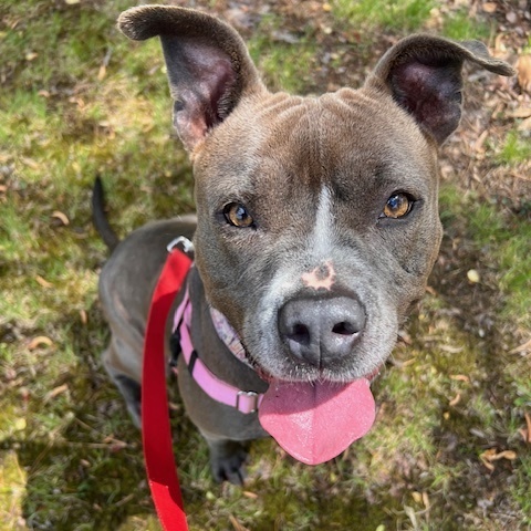 Enlarge Jazzie, a Adoptable Pit Bull Terrier in Saluda, VA image 1/5