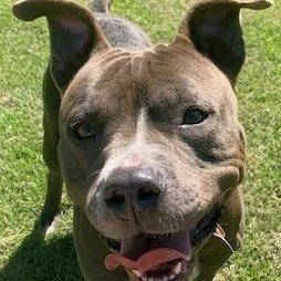 Jazzie, a Adoptable Pit Bull Terrier in Saluda, VA image 5/6