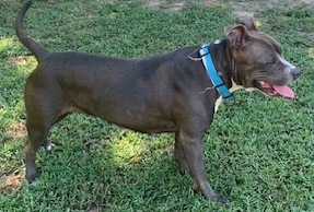 Jazzie, a Adoptable Pit Bull Terrier in Saluda, VA image 6/6