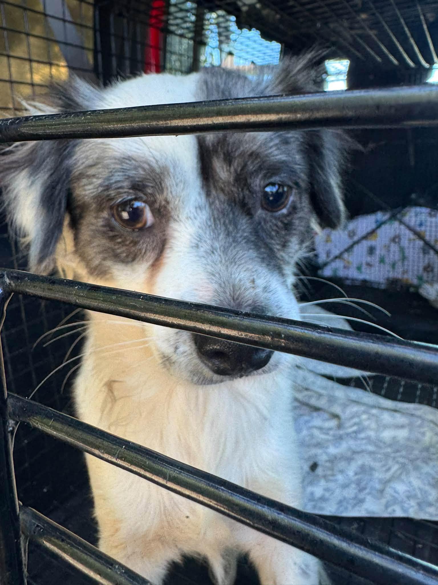 Enlarge Sal, a Adoptable mixed breed in Matthews, NC image 2/2