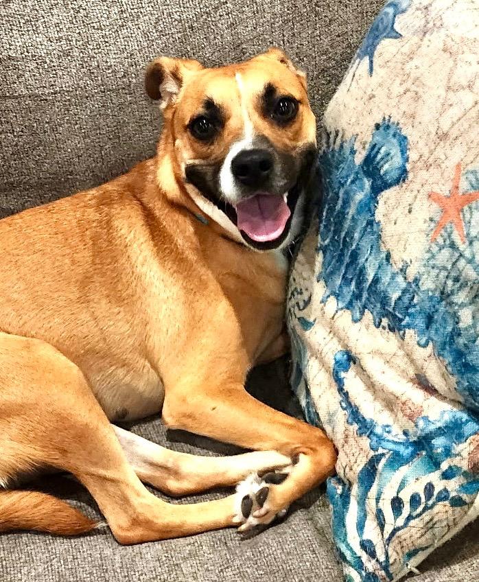 Brook, Adoptable, Young Female Black Mouth Cur & Mixed Breed.