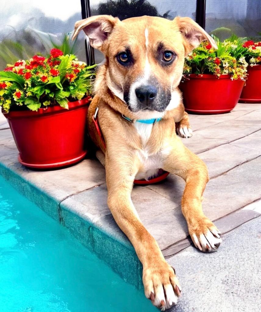 Brook, Adoptable, Young Female Black Mouth Cur & Mixed Breed.