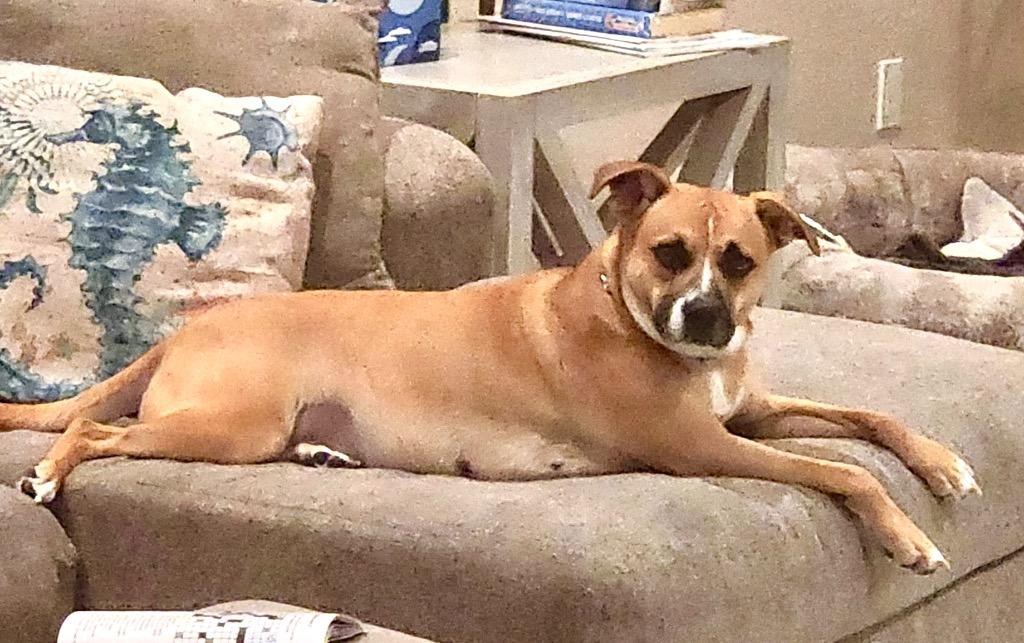 Enlarge Brook, a Adoptable mixed breed in Cape Coral, FL image 2/6