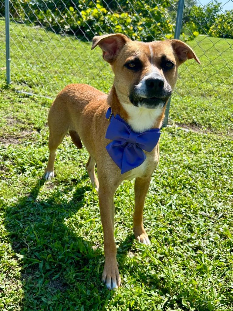 Enlarge Brook, a Adoptable mixed breed in Cape Coral, FL image 5/6