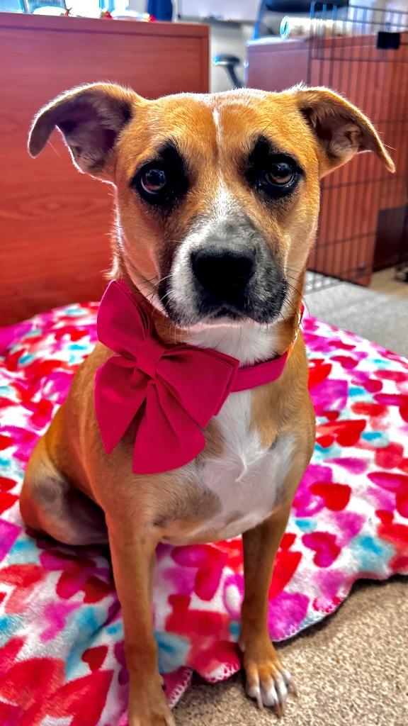 Enlarge Brook, a Adoptable mixed breed in Cape Coral, FL image 5/6