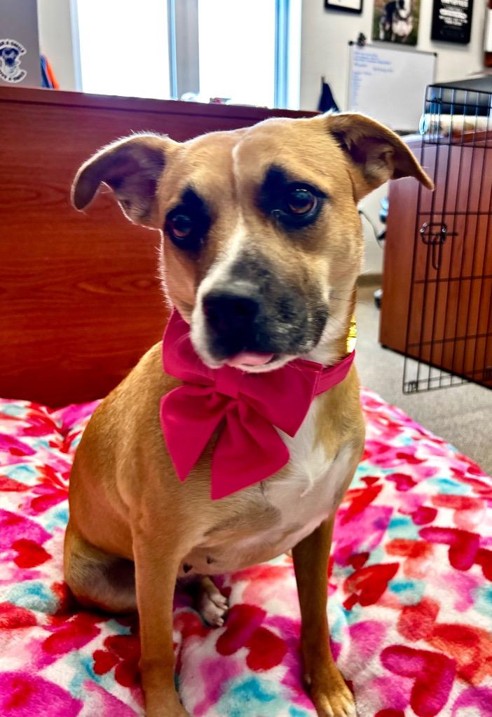 Enlarge Brook, a Adoptable mixed breed in Cape Coral, FL image 6/6