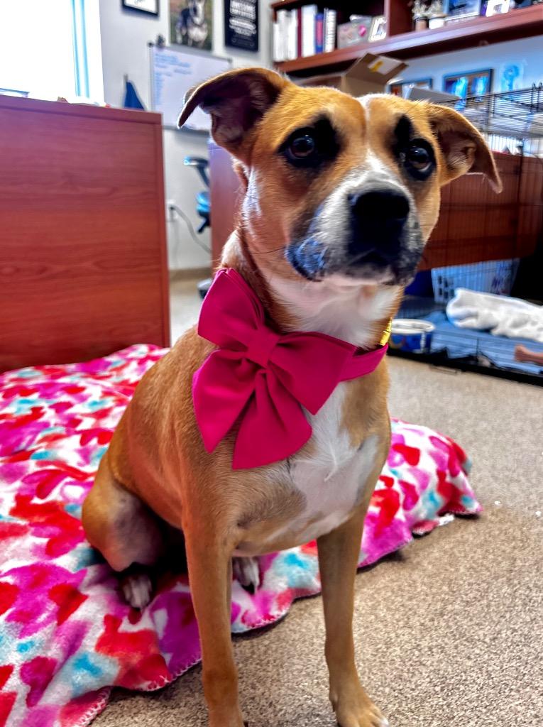 Enlarge Brook, a Adoptable mixed breed in Cape Coral, FL image 4/4