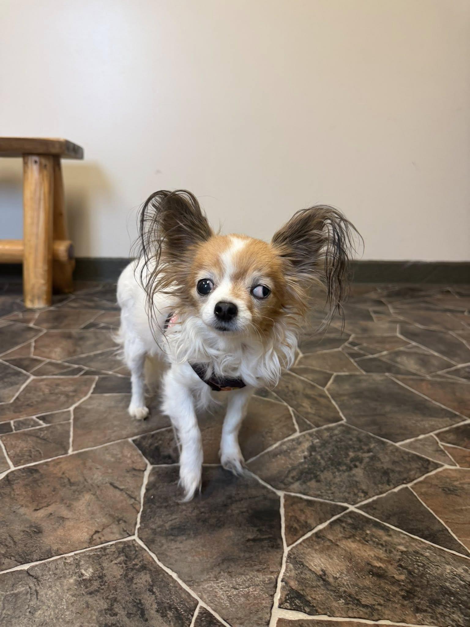Clam Chowder, a ADOPTABLE mixed breed in Sterling Heights, MI image 4/5