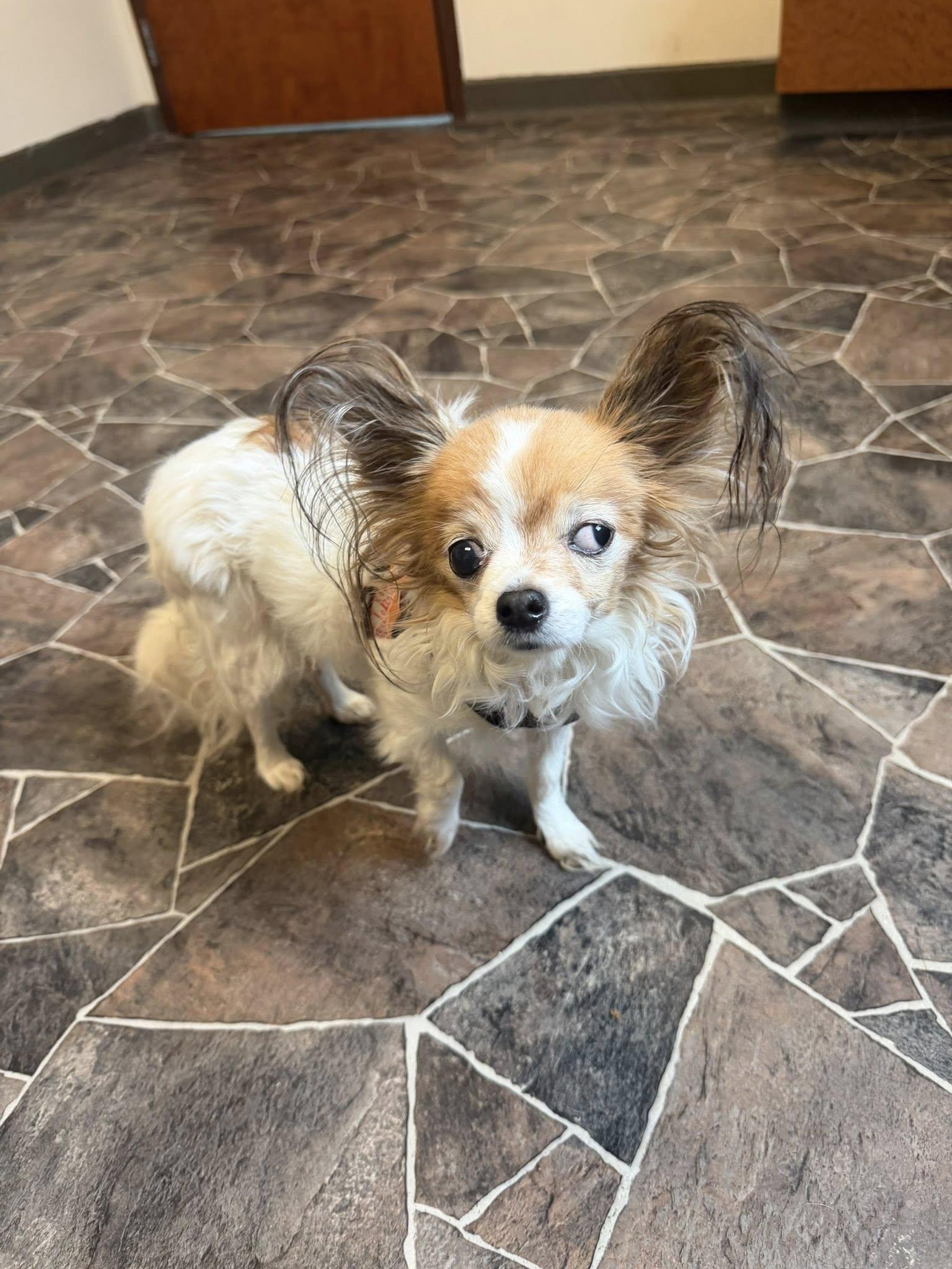 Clam Chowder, a ADOPTABLE mixed breed in Sterling Heights, MI image 5/5