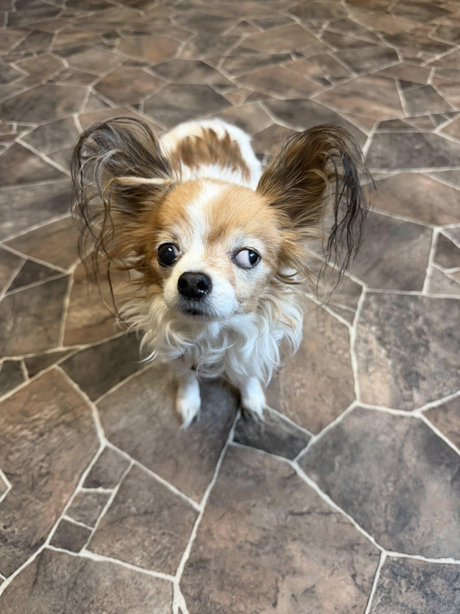 Clam Chowder, a ADOPTABLE mixed breed in Sterling Heights, MI image 2/5