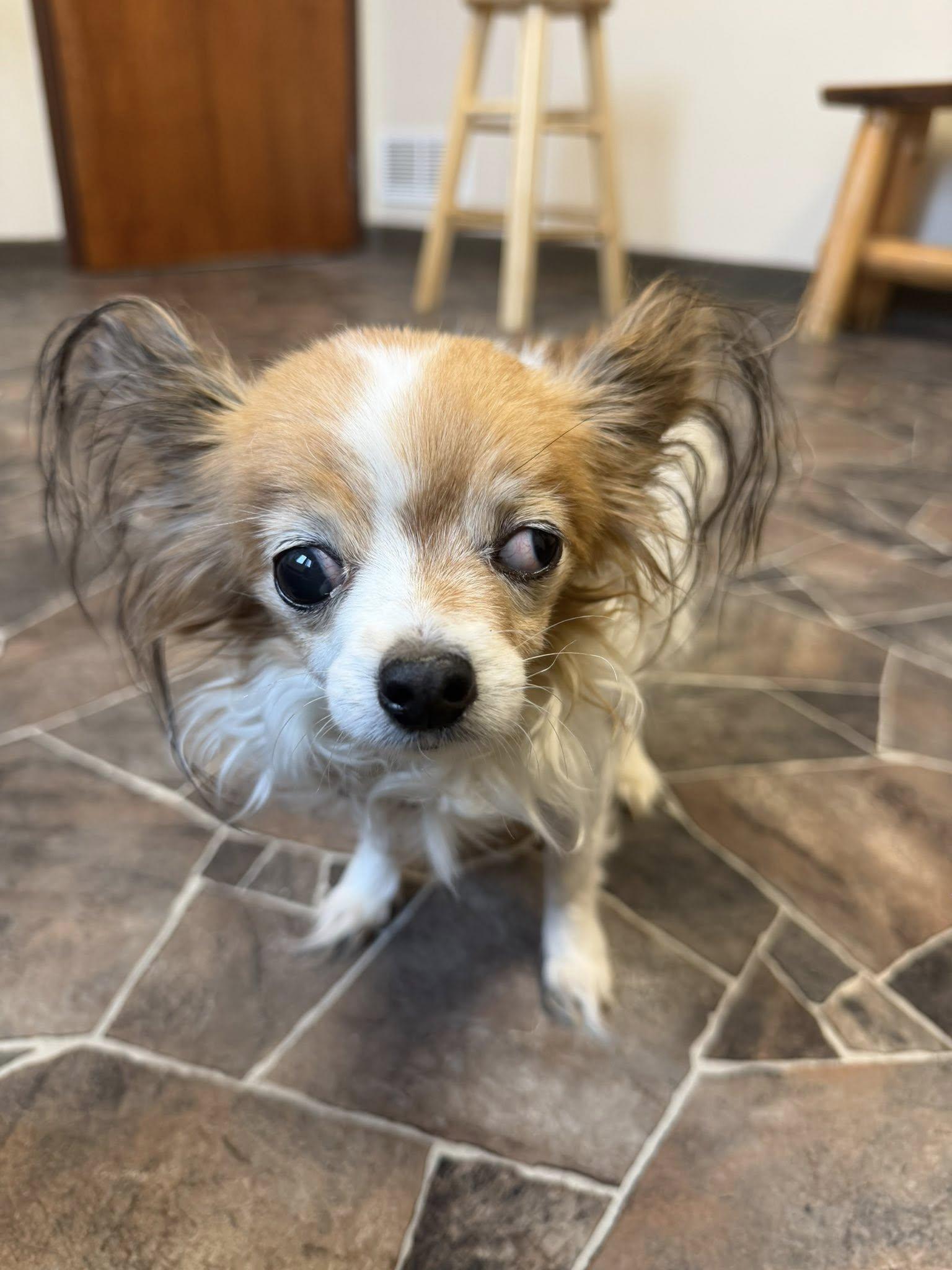 Clam Chowder, a ADOPTABLE mixed breed in Sterling Heights, MI image 1/5