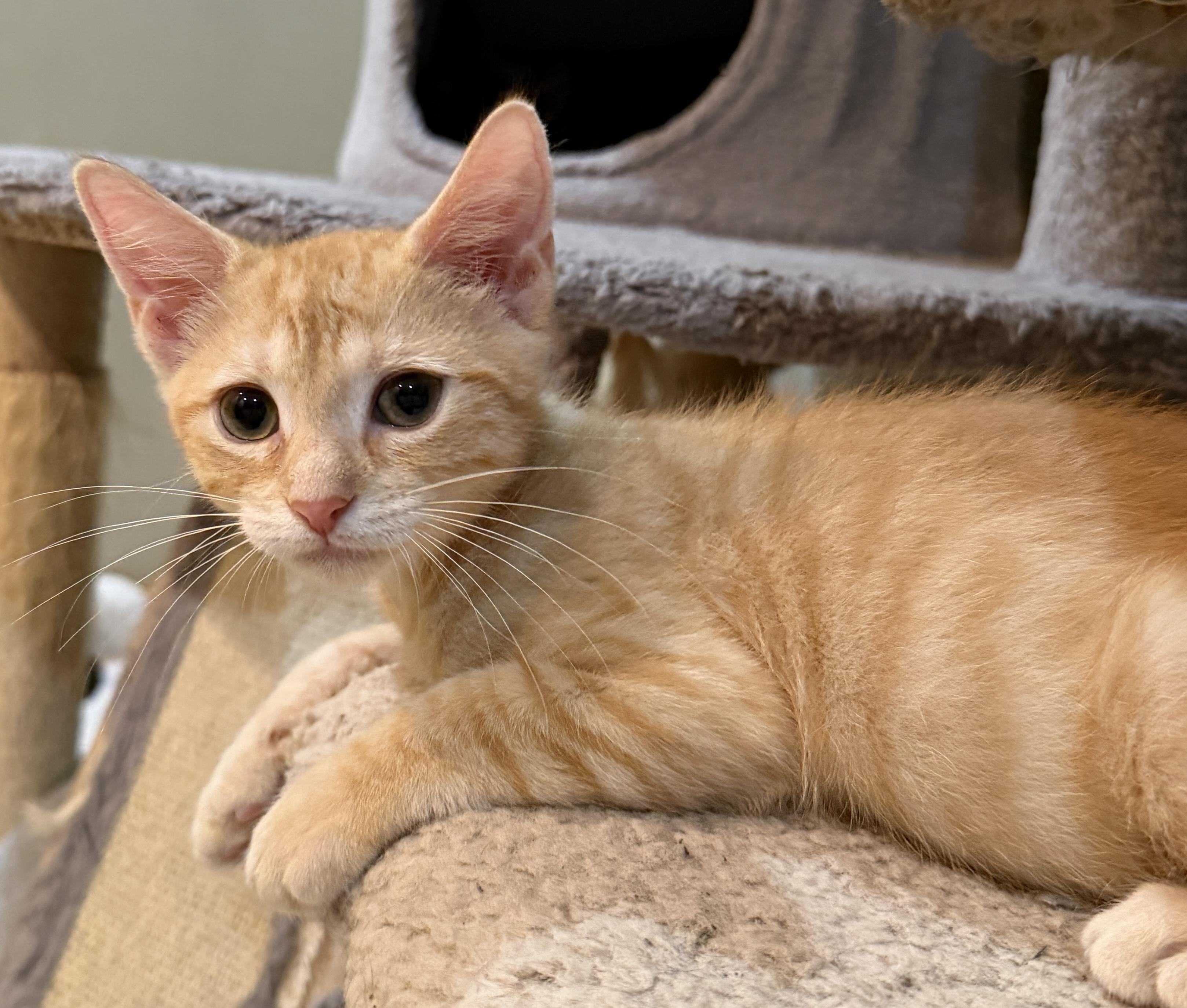 Enlarge Helsinki, a Adoptable Domestic Short Hair in East Hanover, NJ image 1/1