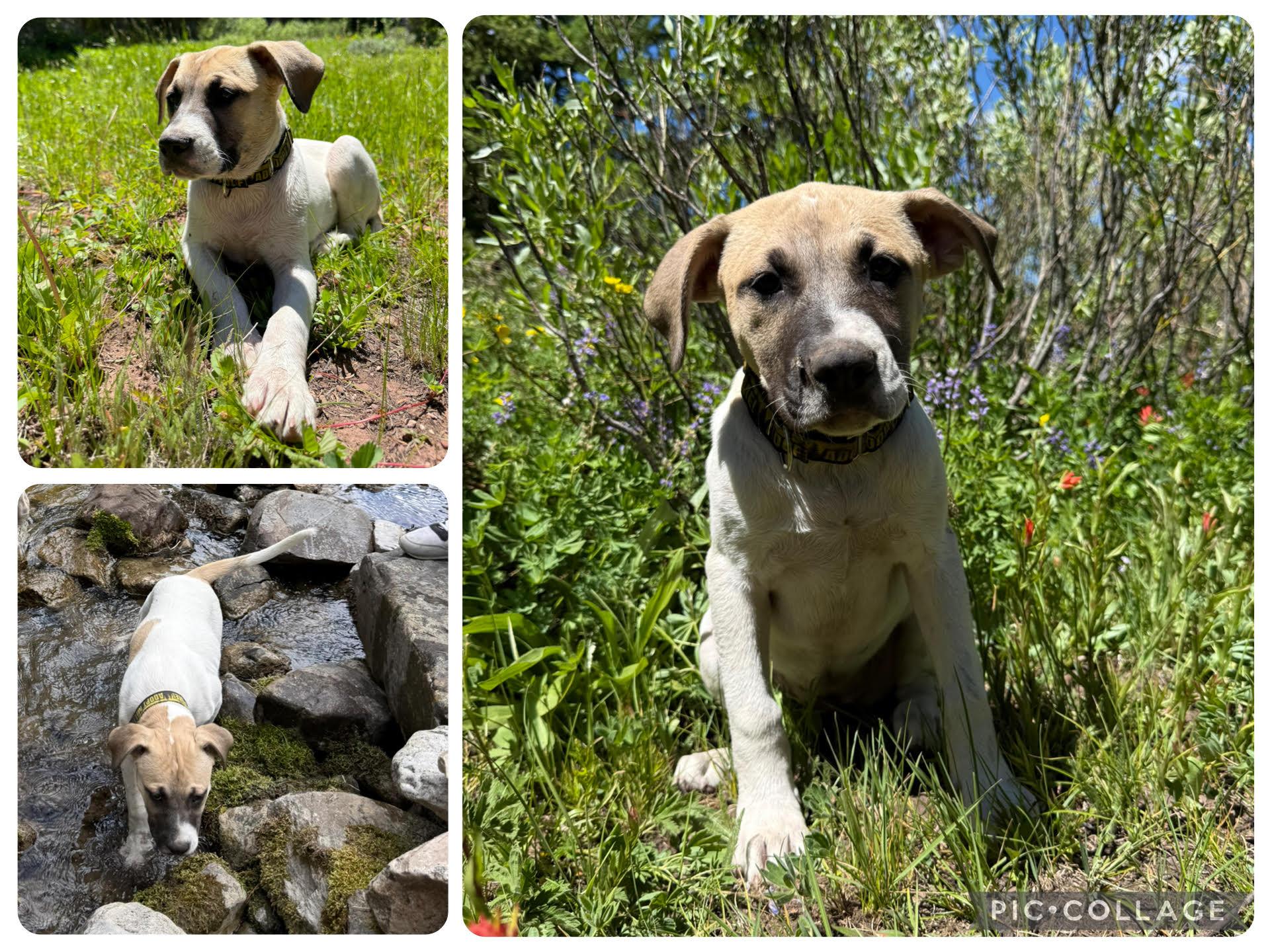 Sydney, adopted, Puppy Female Mixed Breed.