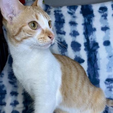 Molly, Adult Female Domestic Short Hair