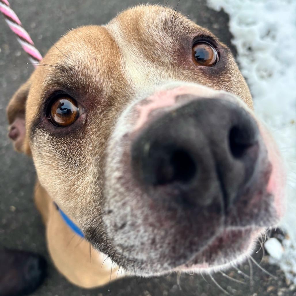 Randall *In Foster*, Adoptable, Adult Male Boxer.