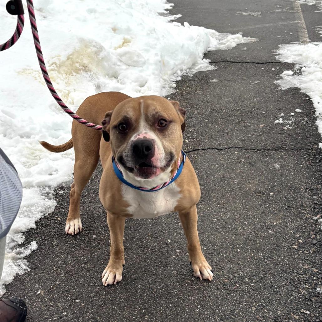 Enlarge Randall *In Foster*, a Adoptable mixed breed in Dover, NH image 2/6