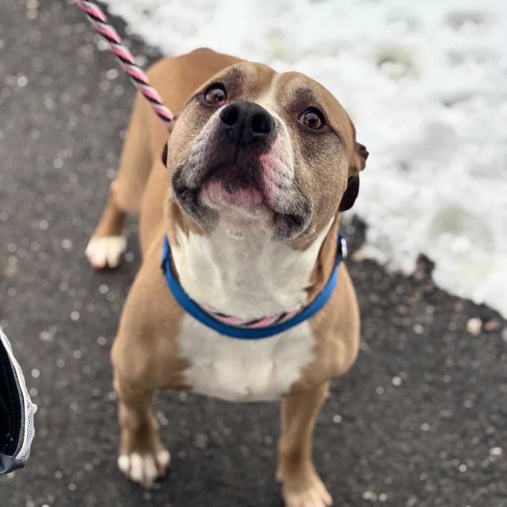 Enlarge Randall *In Foster*, a Adoptable mixed breed in Dover, NH image 3/6