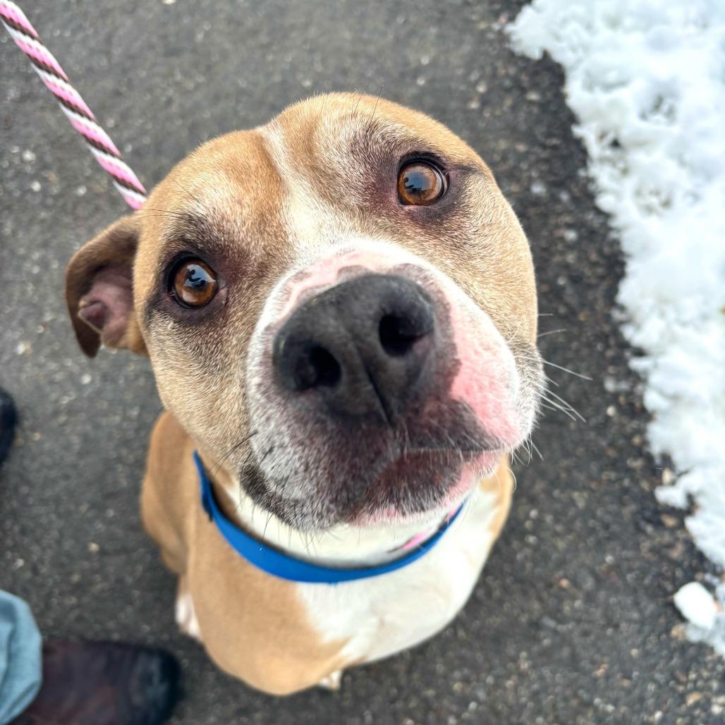 Enlarge Randall *In Foster*, a Adoptable mixed breed in Dover, NH image 4/6