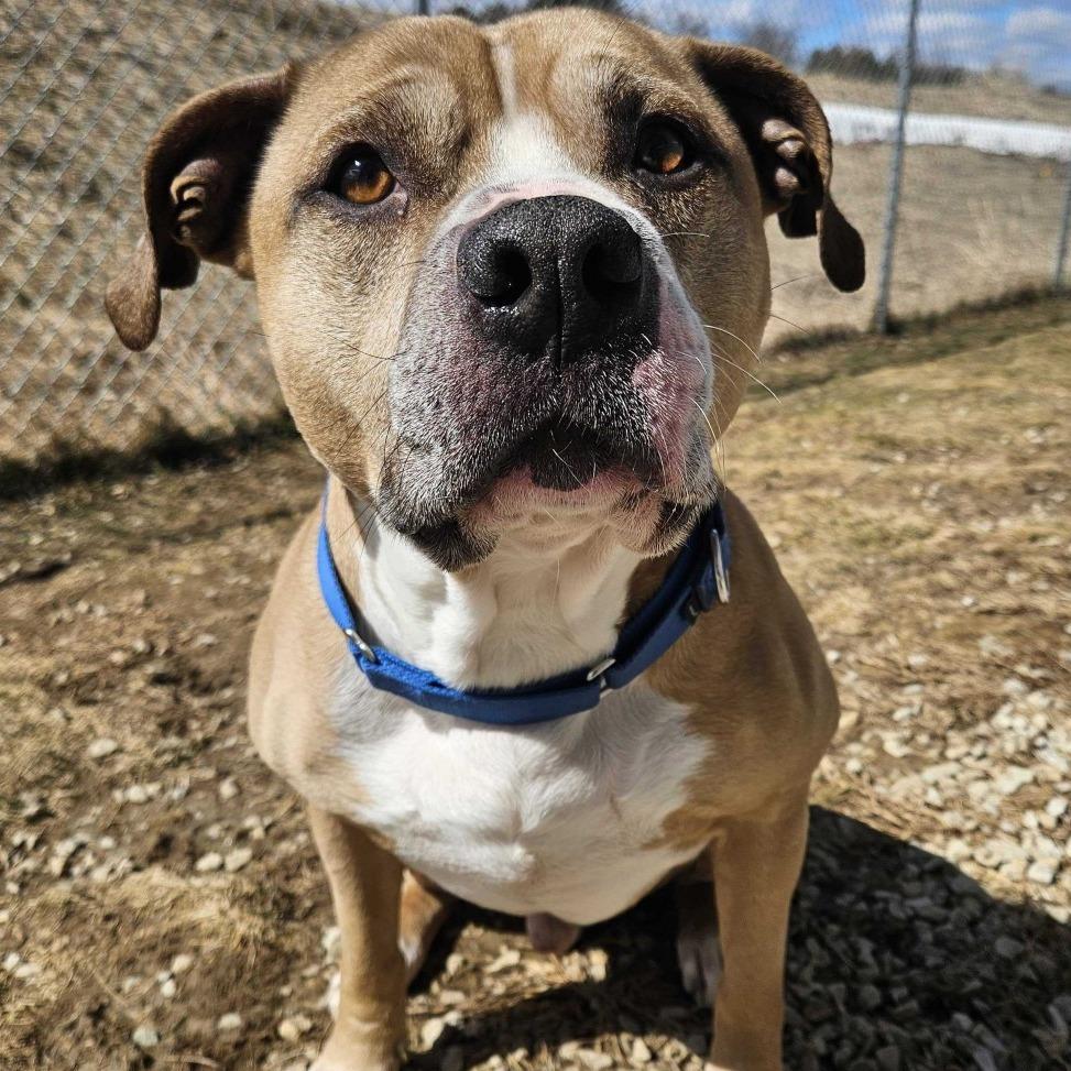 Randall, a Adoptable mixed breed in Dover, NH image 5/6