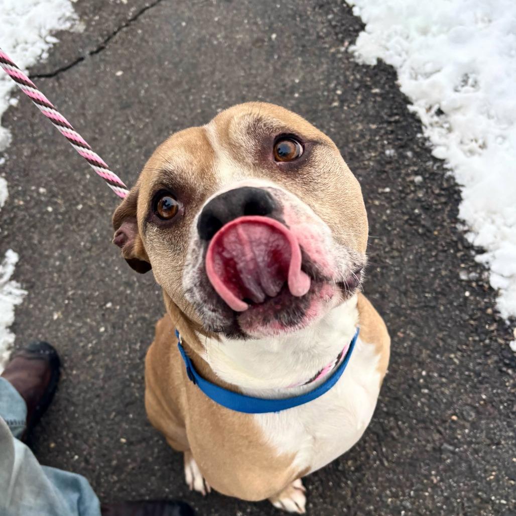Enlarge Randall *In Foster*, a Adoptable mixed breed in Dover, NH image 5/6