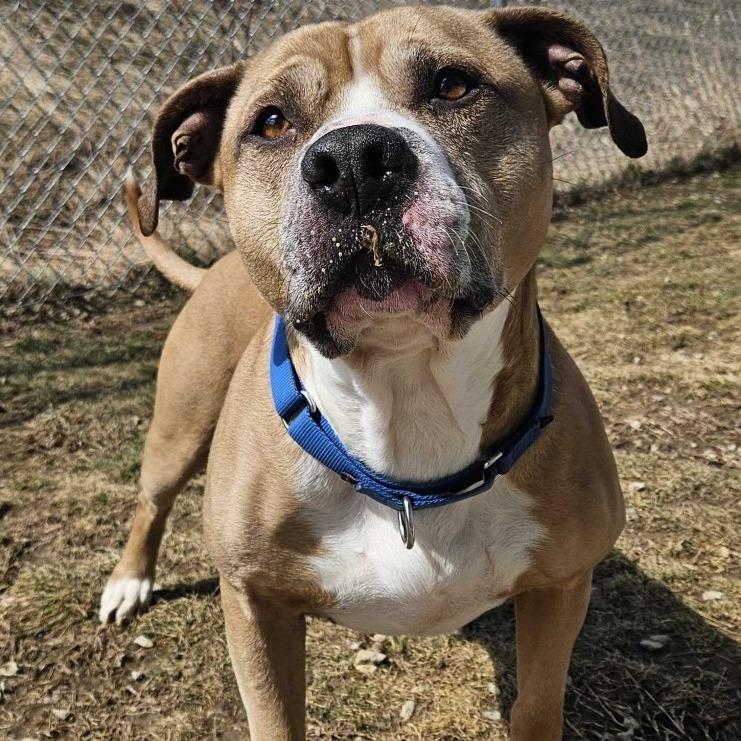 Enlarge Randall *In Foster*, a Adoptable mixed breed in Dover, NH image 6/6