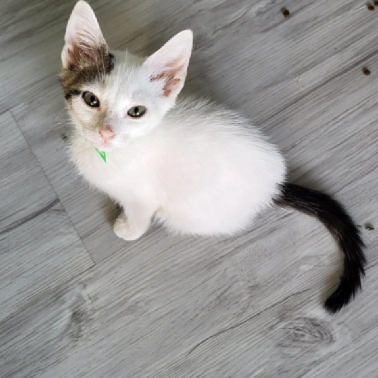 Enlarge Pretzel Bob, a Adopted Domestic Short Hair in Aiea, HI image 3/4