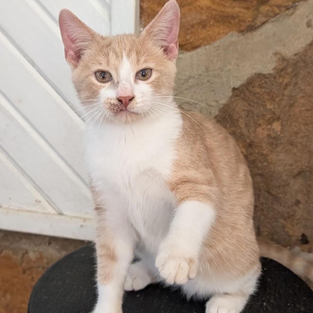 Enlarge Hank, a Adoptable Domestic Short Hair in Luling, TX image 1/1