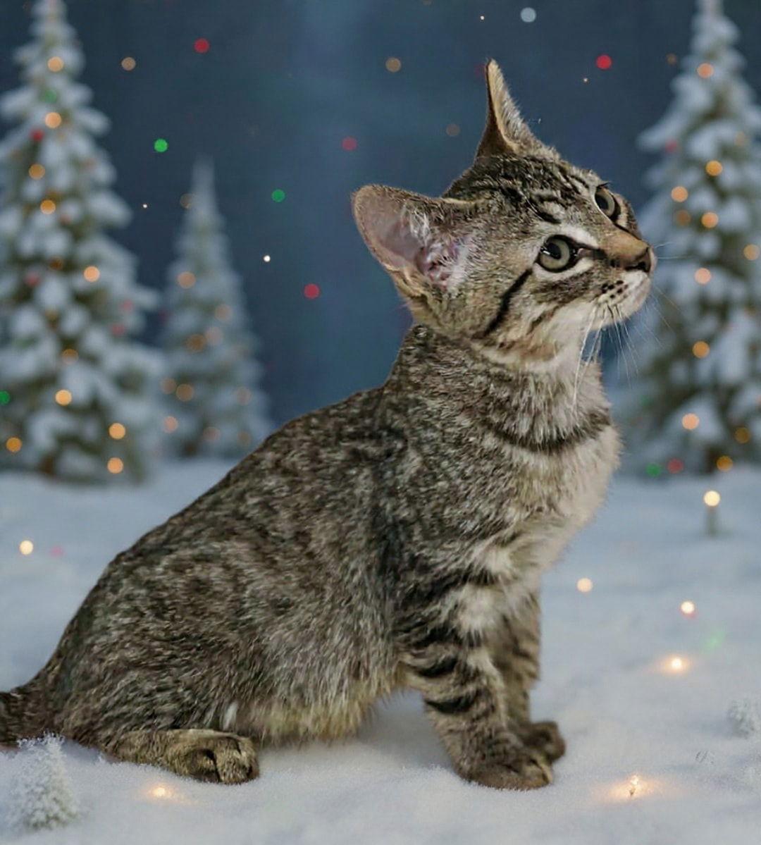 Enlarge Badger 25/618, a Adoptable Domestic Short Hair in Talladega, AL image 3/3