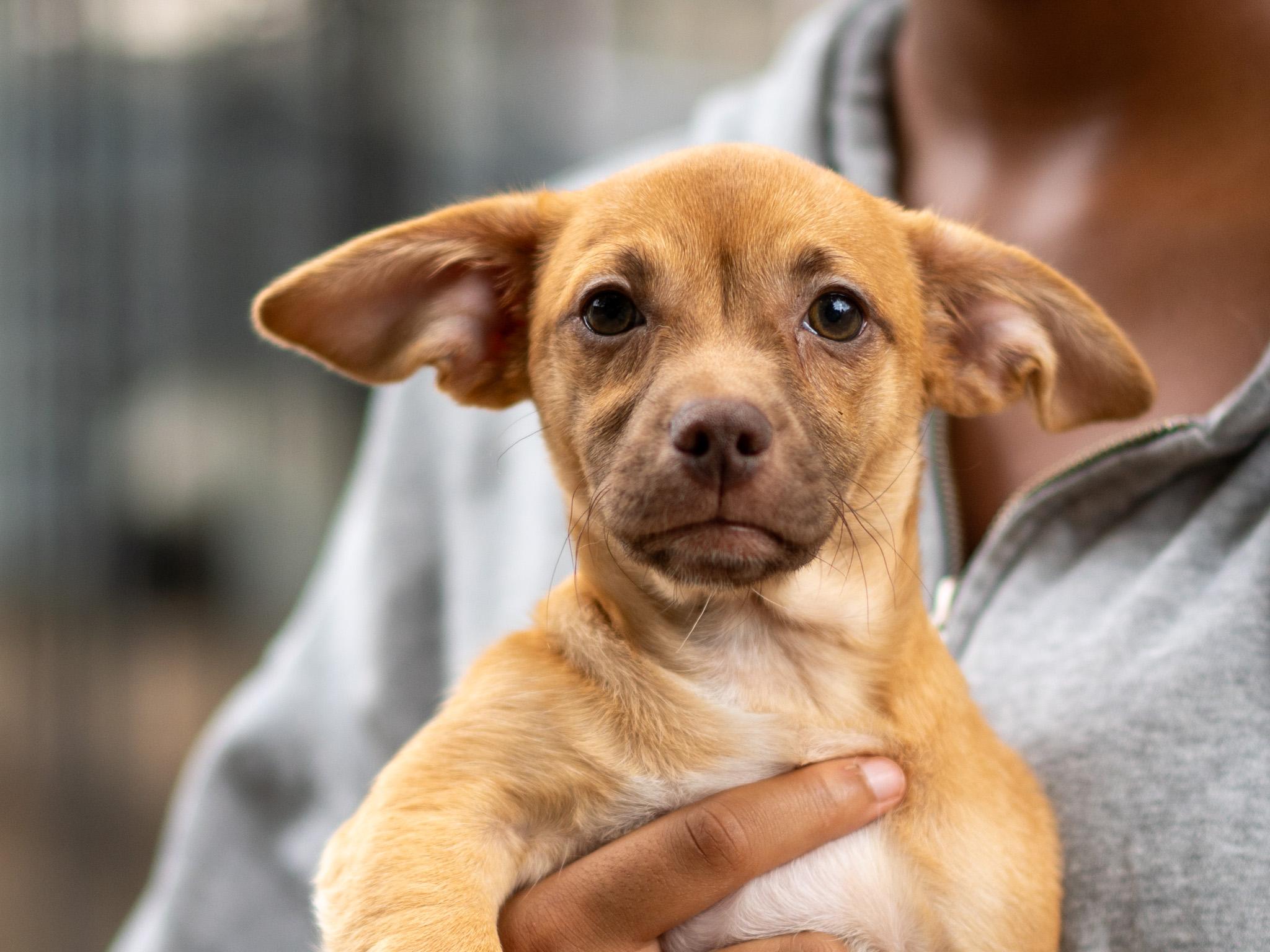 BABY CODY, an adopted mixed breed in Fresno, CA image 5/5