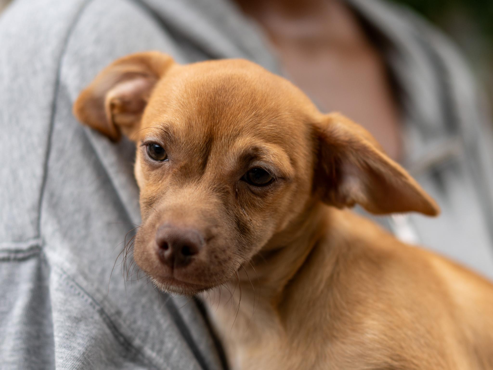 BABY CODY, an adopted mixed breed in Fresno, CA image 3/5