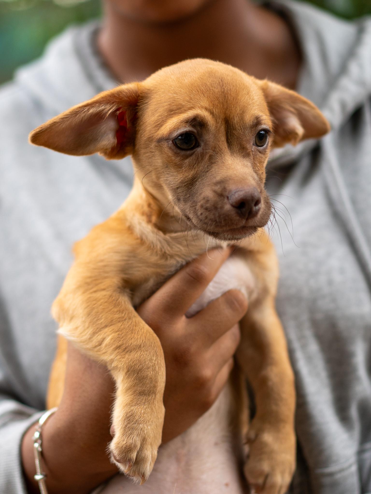 BABY CODY, an adopted mixed breed in Fresno, CA image 2/5