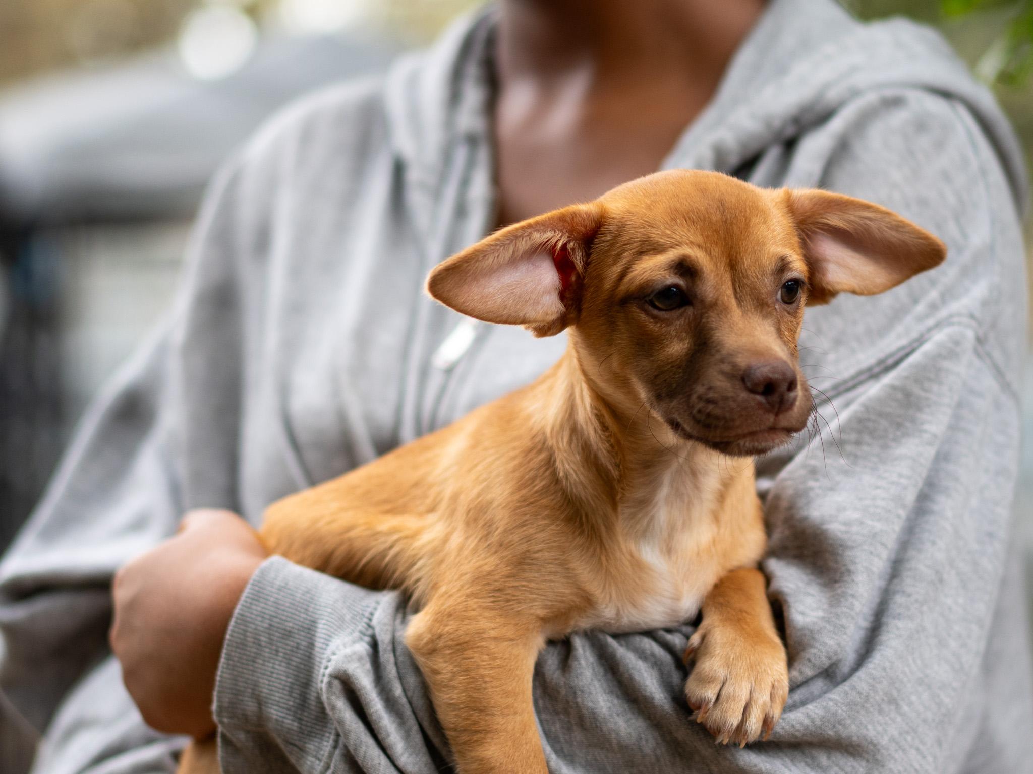 BABY CODY, an adopted mixed breed in Fresno, CA image 4/5