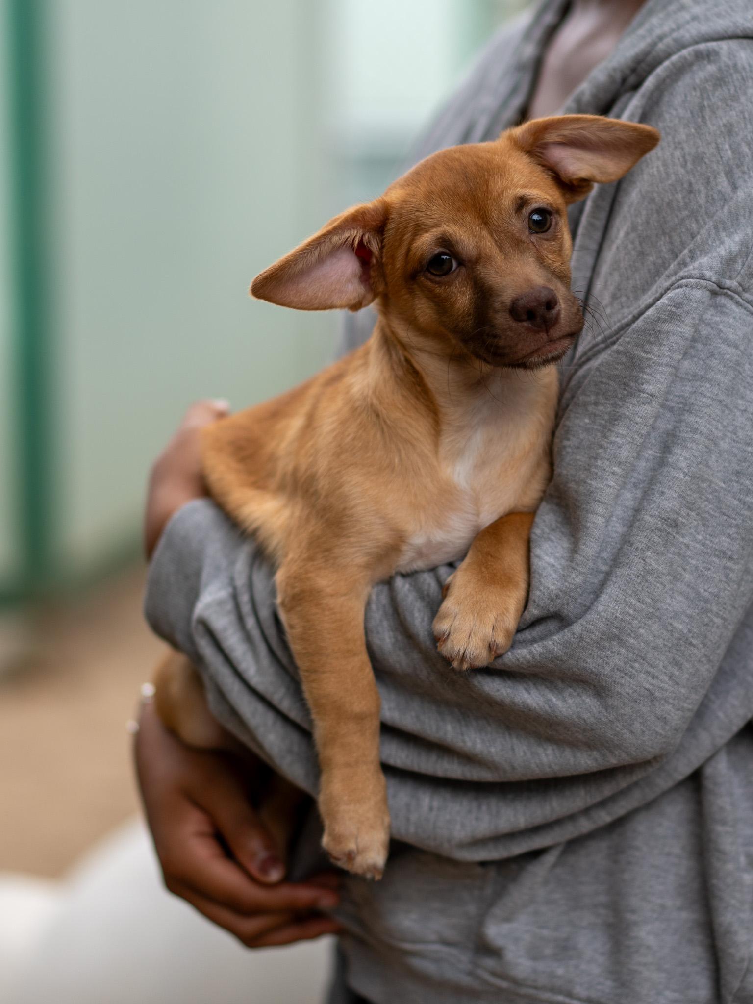 BABY CODY, adopted, Puppy Male Chihuahua & Terrier.