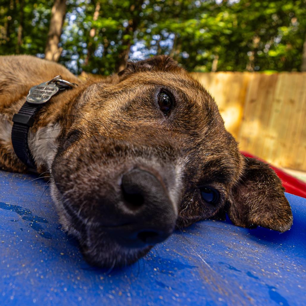 Tammy, Adoptable, Adult Female Shepherd.